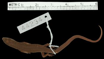Media type: image;   Herpetology R-44234 Aspect: dorsal